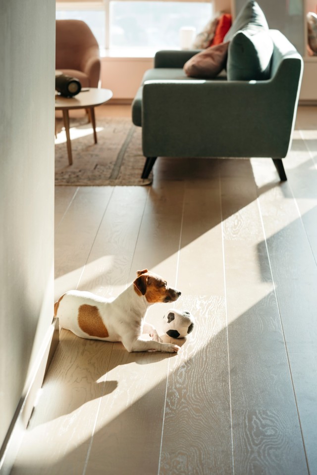 Dog playing with a ball on area rug in a modern living room